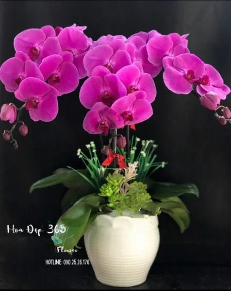 Chậu Lan Hồ Điệp Tím