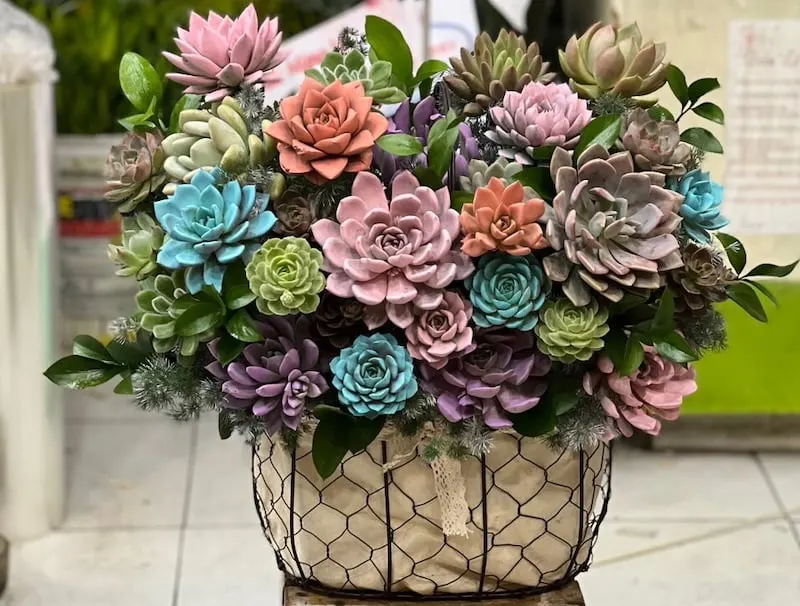 Giỏ Hoa Sen Đá - HG62 tặng ngày tốt nghiệp