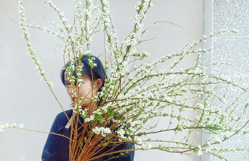 Hoa Tuyết Mai - Hoa Cắt Cành