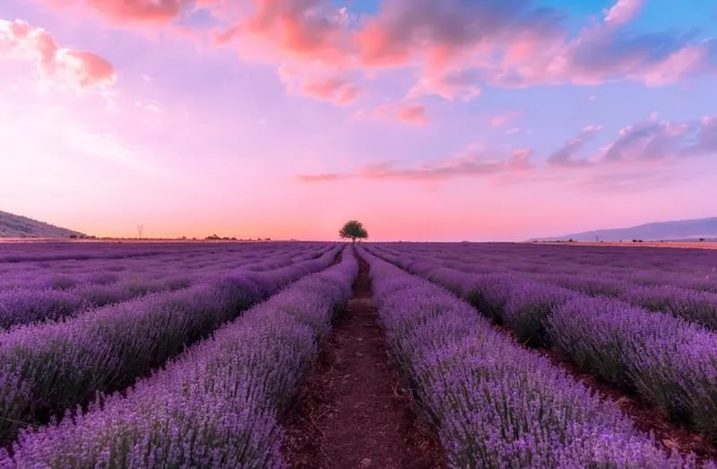 Cánh đồng hoa lavender màu tím tuyệt đẹp