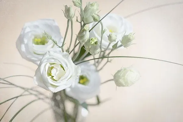 Hoa cát tường màu trắng