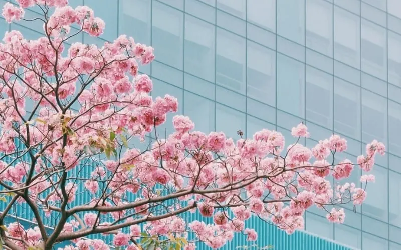 Cây hoa kèn hồng được trồng giúp tăng mỹ quan đô thị