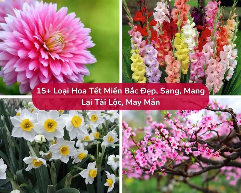 15+ Loại Hoa Tết Miền Bắc Đẹp, Sang, Lại Mang Tài Lộc
