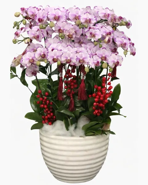  Chậu Lan Hồ Điệp Phú Quý - LHĐ142 