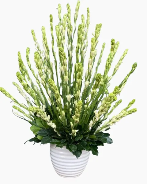 Fresh White Tuberose Vase - HCB64