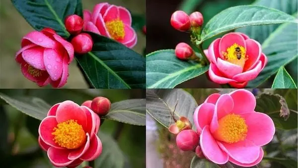 Vẻ đẹp thu hút của hoa hải đường khi vừa mới chớm nở thật khó để có thể miêu tả bằng lời.