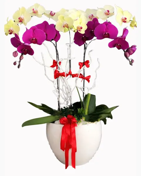  Queen Orchid Pot - LHĐ23 