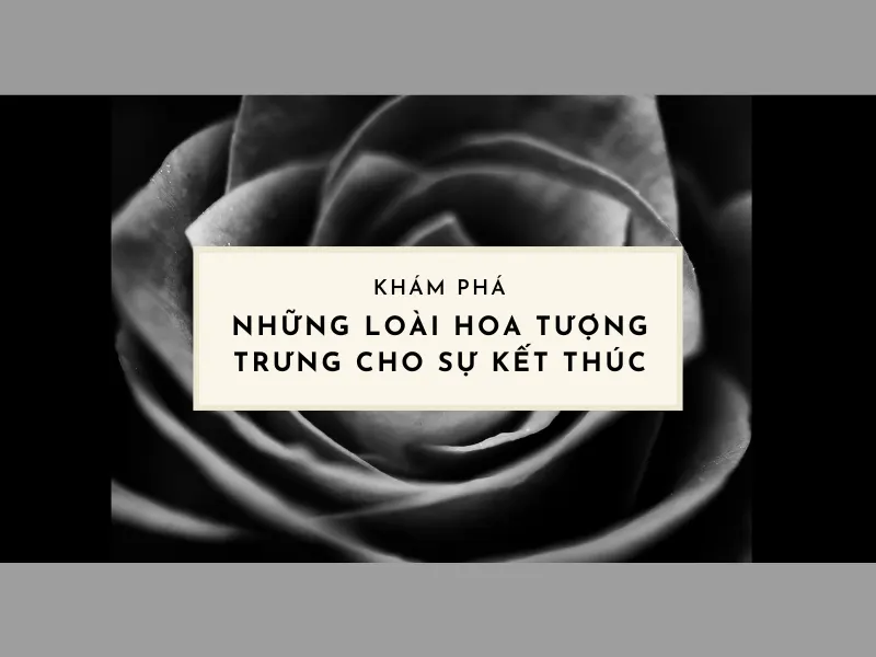 Những Loài Hoa Tượng Trưng Cho Sự Kết Thúc, Chia Ly 2026