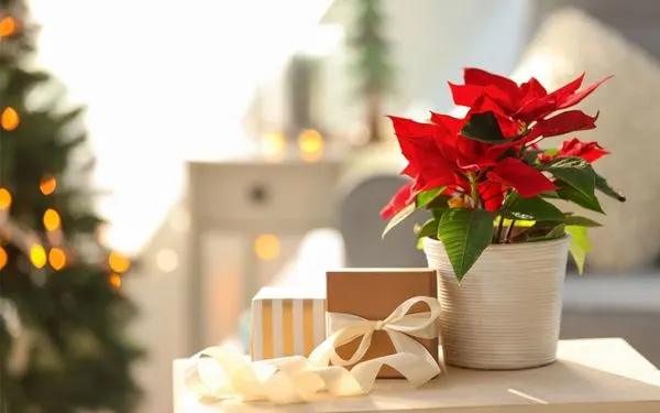 Đôi lúc, hoa trạng nguyên cũng được xem là một món quà tuyệt vời.