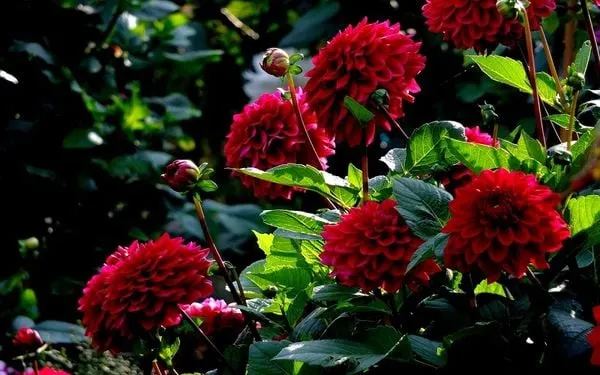 Cùng chiêm ngưỡng nét đẹp kiêu sa của những đóa hoa thược dược đỏ tươi.