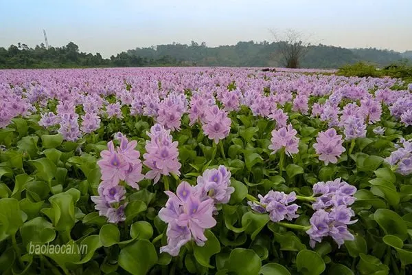 hoa lục bình