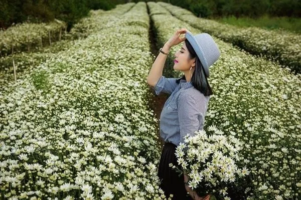 hoa cúc họa mi đẹp