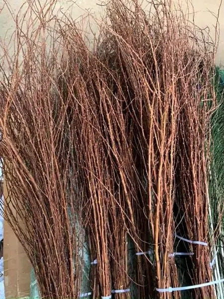 hoa tuyết mai ngủ đông