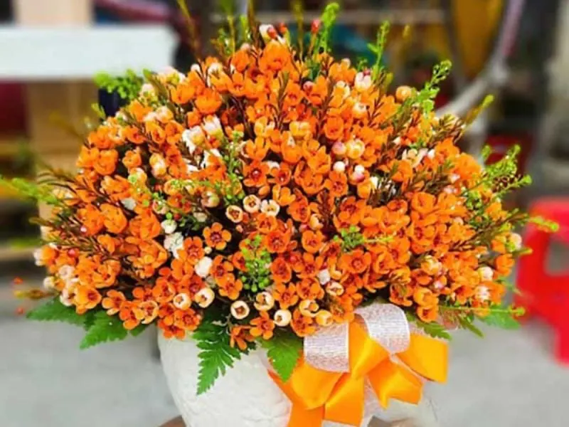 Hoa thanh liễu: Ý nghĩa, cách trồng và cắm hoa thanh liễu đẹp