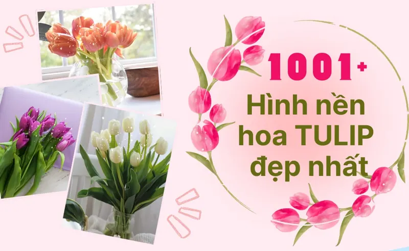 1001+ hình nền hoa tulip đẹp nhất cho điện thoại, máy tính chất lượng cao