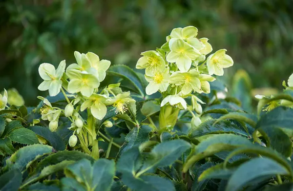 loài hoa tượng trưng cho sự bình yên