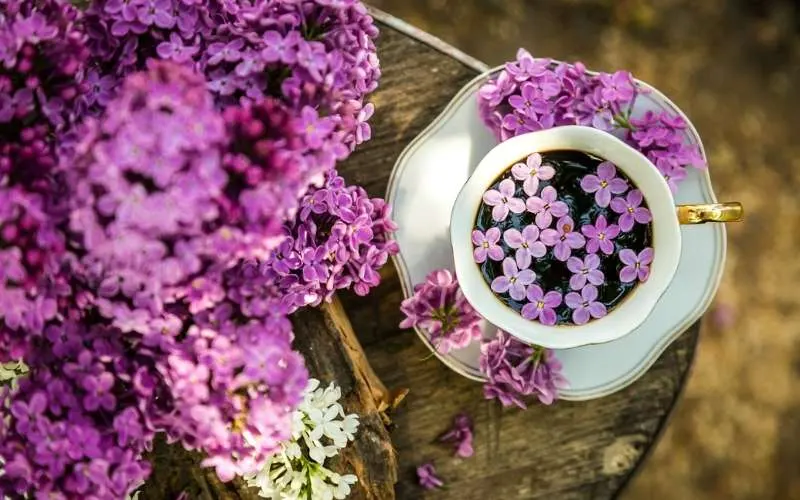 Hoa tử đinh hương đại diện cho tình yêu và sự rung động đầu đời