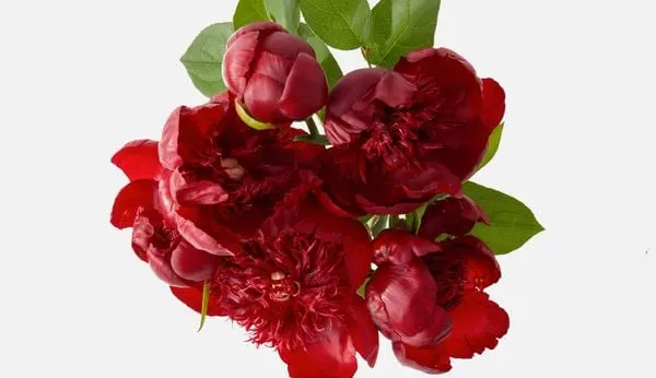 ý nghĩa hoa mẫu đơn đỏ