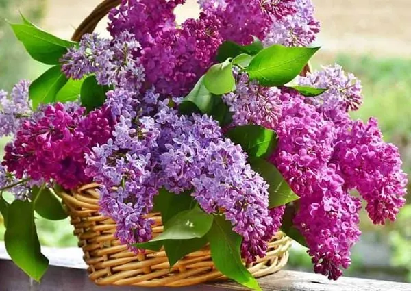 giỏ hoa tử đinh hương lilac đẹp