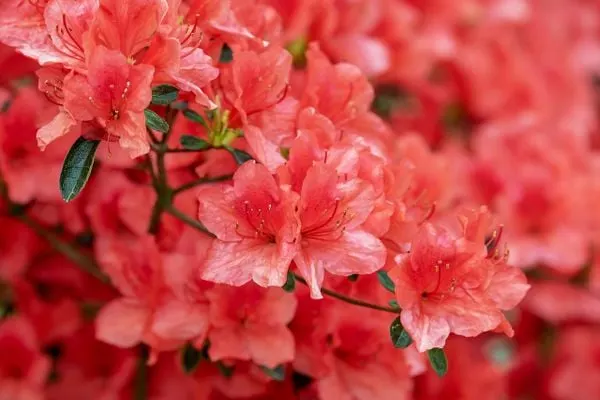 Hoa đỗ quyên đỏ - loài hoa màu đỏ tặng 20/10 cho sự kiêu hãnh và tự do