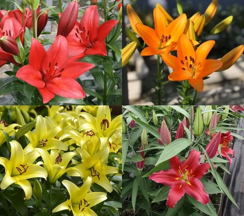 Hoa ly đơn được trồng từ củ
