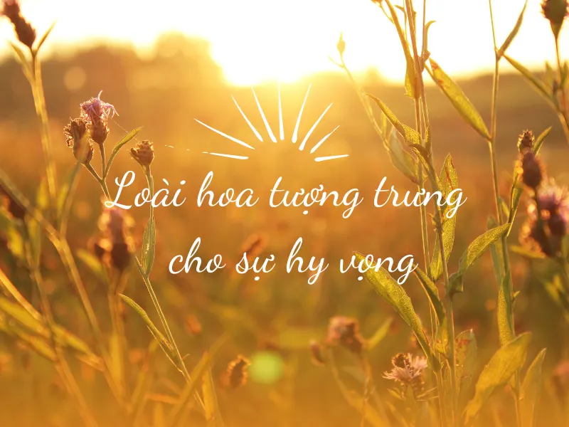 Top 5 Loài Hoa Tượng Trưng Cho Sự Hy Vọng Và Tự Do 2026