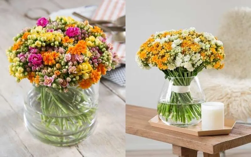 Hoa sống đời tượng trưng cho sức khỏe, sự phát triển mạnh mẽ và thể hiện một sức sống mãnh liệt