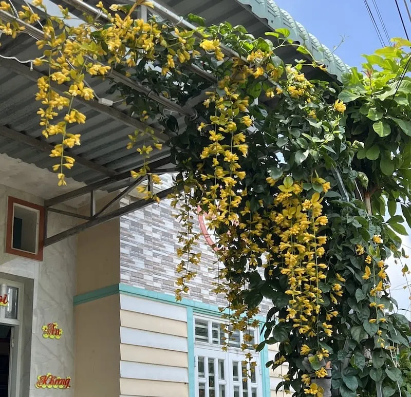 Cây Lan Hoàng Dương không đòi hỏi quá cầu kỳ về mặt dinh dưỡng.