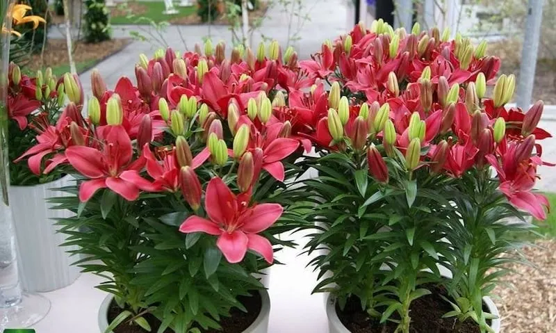 Ý nghĩa của hoa ly còn được thể hiện rõ nét qua các nền văn hóa và dòng chảy lịch sử.