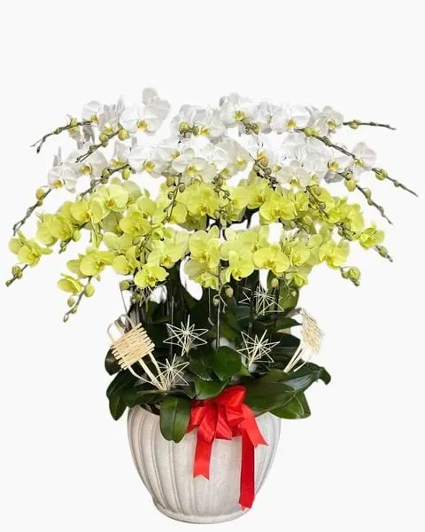  Chậu Lan Hồ Điệp Qúy Phái - LHĐ212 