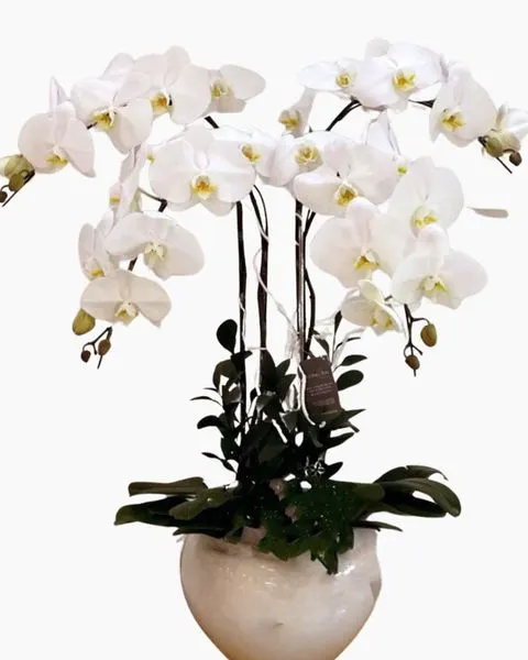 White Phalaenopsis Orchid Pot Let's Celebrate - LHĐ17