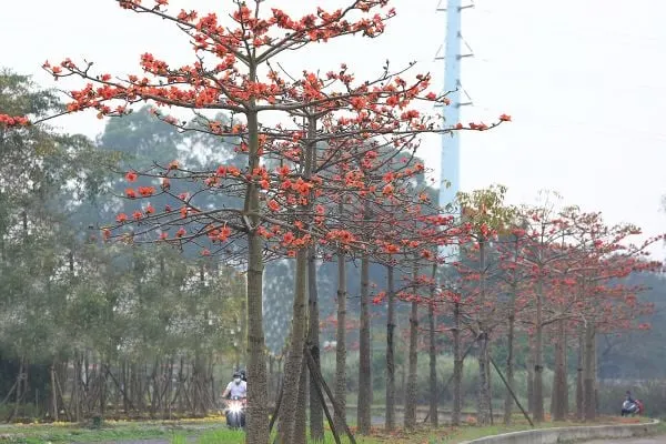 Hoa gạo đỏ có vẻ ngoài trông như một chiếc đèn bàn của thiên nhiên