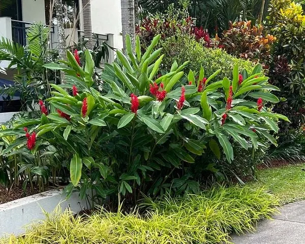 hoa hạnh phúc hay còn gọi hoa gừng kiểng
