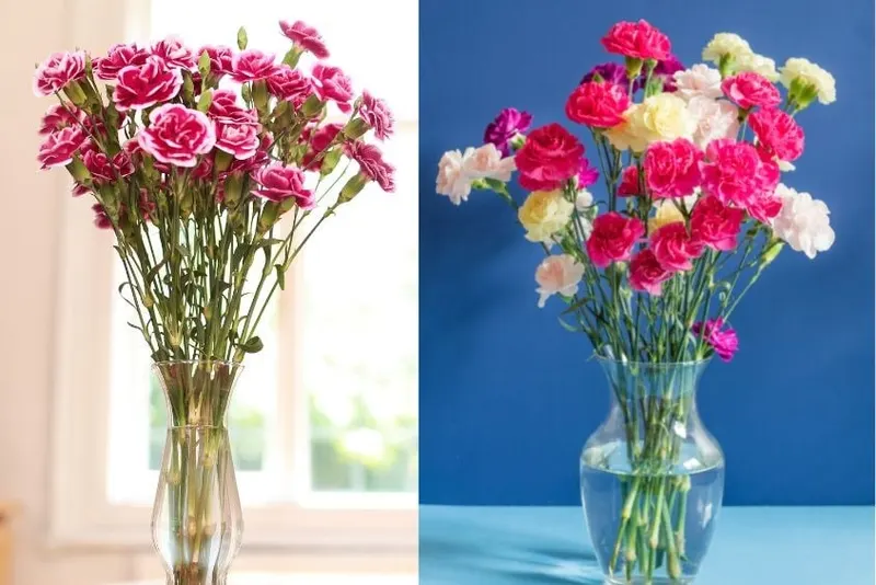 Cách cắm hoa phăng ngũ sắc (mix màu ấn tượng)
