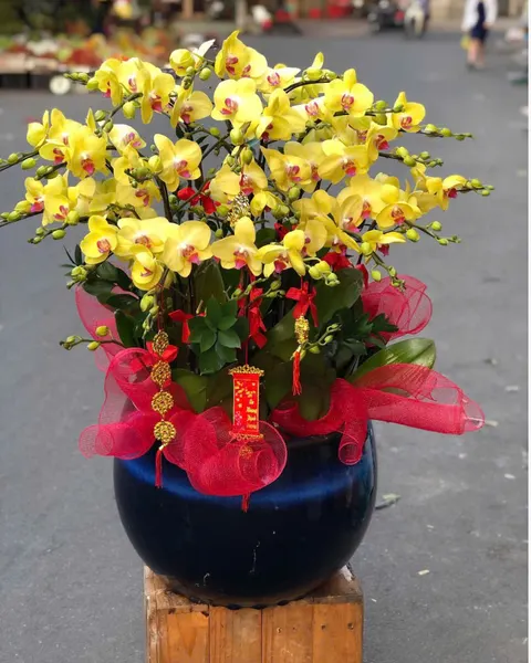  Chậu Lan Hồ Điệp Ngọc  Hoa - LHĐ157 