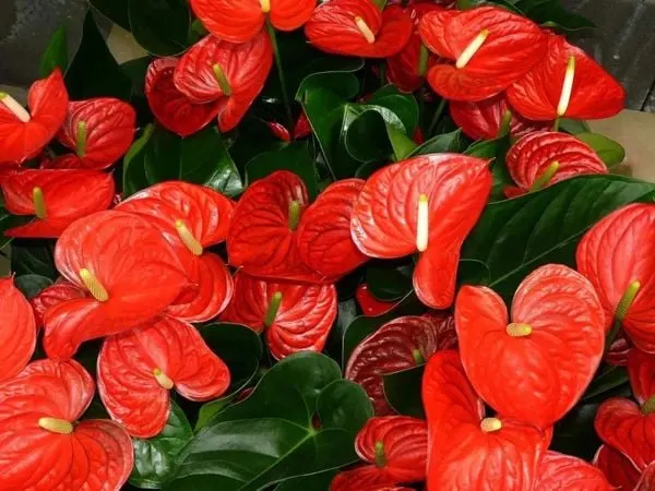 Cây hồng môn đỏ thường mang rất nhiều ý nghĩa phong thủy đặc trưng