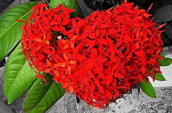Hoa mẫu đơn Việt Nam