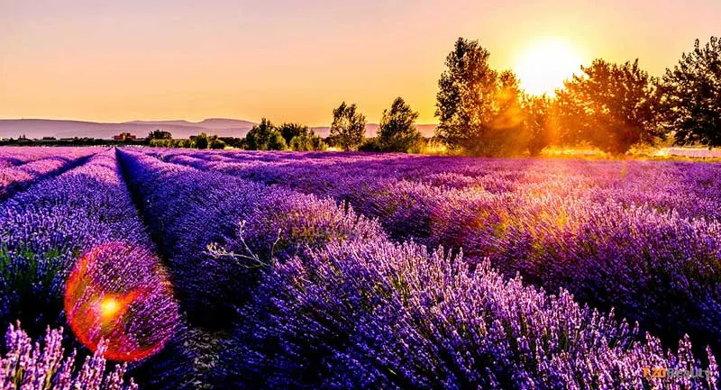 Khám phá ý nghĩa sâu sắc của hoa lavender trong tình yêu, cuộc sống và tâm linh