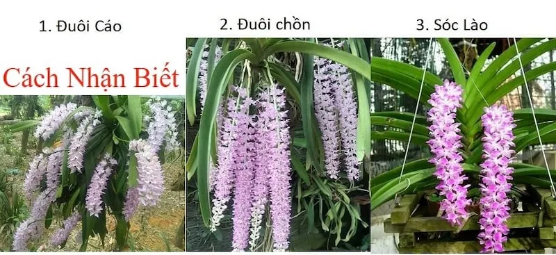 So sánh đặc điểm hoa của Lan Đuôi Cáo, Lan Đuôi Chồn và Lan Sóc Lào