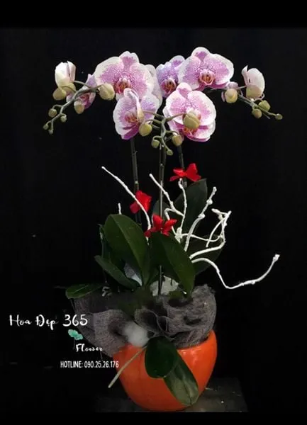 Mẫu cắm hoa 20/11 đẹp và sang trọng