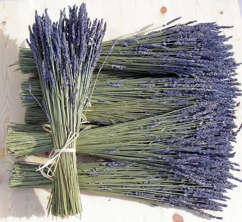 Ý nghĩa đặc biệt của hoa lavender khô trong tình yêu thủy chung vĩnh cửu