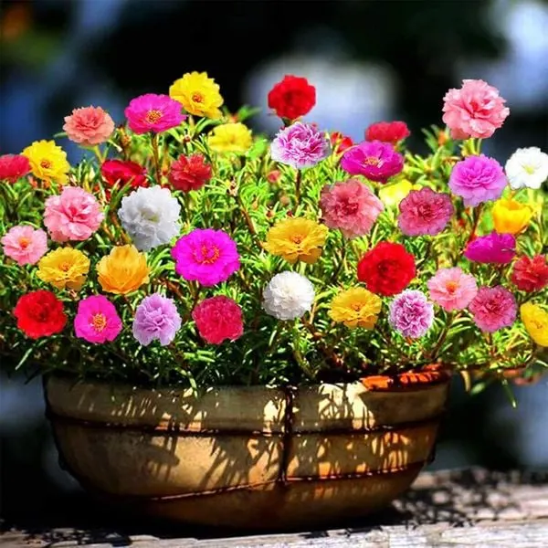 Những đóa hoa mười giờ khoe sắc