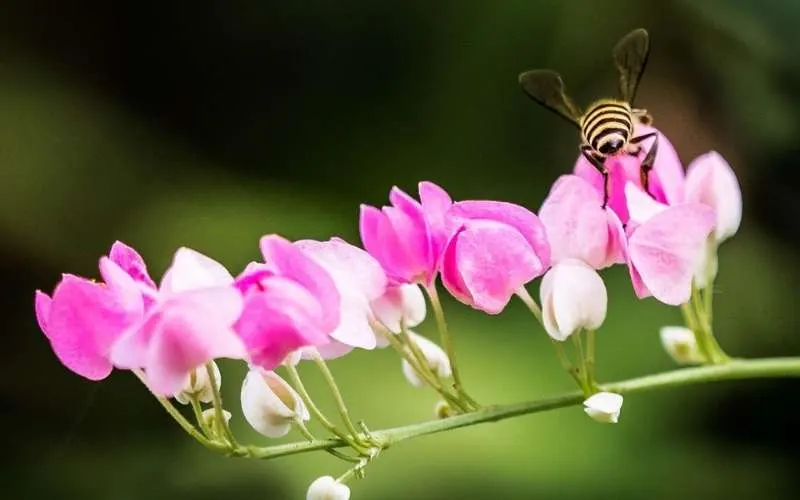 Hoa tigon là biểu tượng của sự chia ly, đau buồn và mất mát trong tình yêu