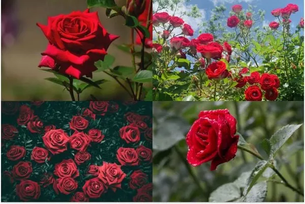 Vẻ đẹp không thể chối từ của những bông hoa hồng đỏ quyến rũ