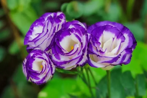 Hoa cát tường mang ý nghĩa may mắn