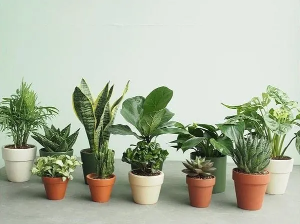 Cây cảnh vừa giúp thầy cô thư giãn mắt vừa tô điểm thêm cho không gian làm việc, bàn giáo viên