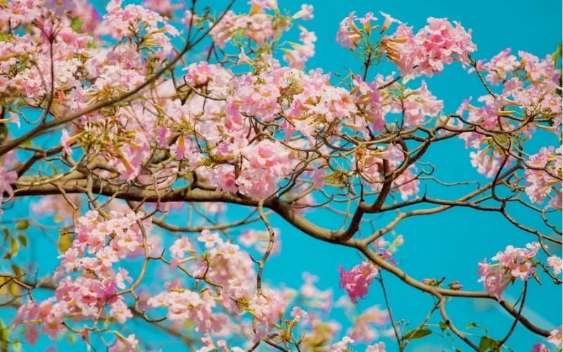 Hoa kèn hồng nở rộ báo hiệu mùa hè đang tới