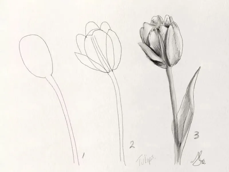 Cách vẽ hoa tulip bằng viết chì