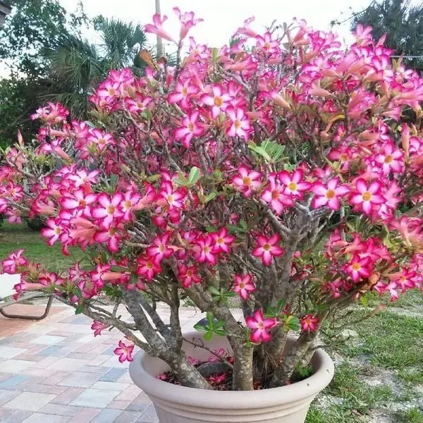 Vẻ đẹp rực rỡ của chậu sứ hoa màu hồng cực kỳ thu hút.