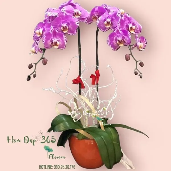 Chậu hoa 8/3 lan hồ điệp chưng tại nhà